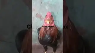 Chicken beatbox