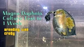 Breeding in a Week | Magna Daphia Culture | Tagalog