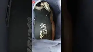The Snakes of Sundarbans.
