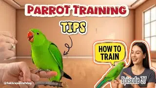 How to Train Your Parrot 🦜 | तोते को ट्रेन कैसे करें | Easy Parrot Training Tips | 