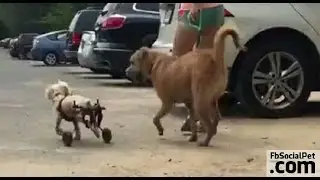 Prova a prendermi! | FbSocialPet.com