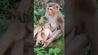 lovely-Monkey Cute LEXIE cute😍😂OS1 #shorts #animals #viral #shortsvideo #monkey #dog #cat