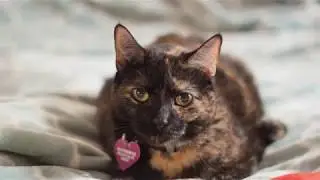 Pumpernickels World 1080p