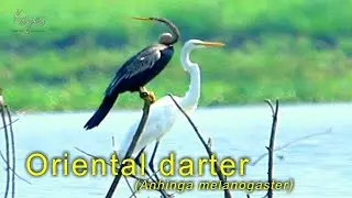 Oriental darter | Anhinga melanogaster |