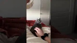 а что ваши котики вытворяют? #рекомендации #животные #animals #fyp #fun