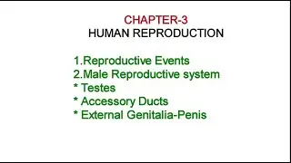 CLASS -12 CHAPTER-3 HUMAN REPRODUCTION