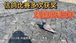 鸽子：信鸽比赛打破记录，二男子却获刑三年，并未收违法所得
