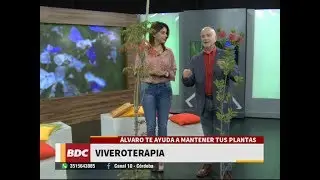 Cuáles son los Árboles pequeños para veredas angostas