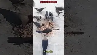 crow sound effect no copyright #crows #crow #youtubeshorts #shorts #shortsfeed #funny #viralshorts