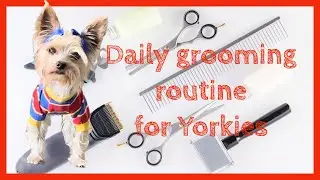 Daily grooming routine for our two Yorkies. 🐶#yorkie  #dog