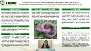 ESTUDO MORFOL&Oacute;GICO DO CR&Acirc;NIO DE AMPHISBAENA DARWINI COM T&Eacute;CNICAS DE DESARTICULA&Ccedil;&Atilde;O VIRTUAL