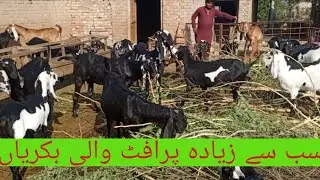 سب سے زیادہ پرافٹ والی بکریاں/Peru beetle goat breed/03456958335