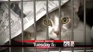Tuesday at 5: The Animal Foundation