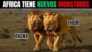 La MALDICIÓN de los GEMELOS LEONES: Nacieron Juntos, Murieron ENEMIGOS
