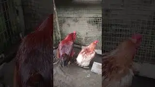 NUEVAS GALLINAS PONEDORAS EN CASA. #isabrown #rhodeisland #ecuador #colombia #india #gallinasencasa