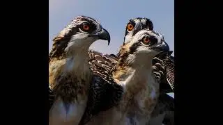 Colonial Beach Osprey Nest Cam
