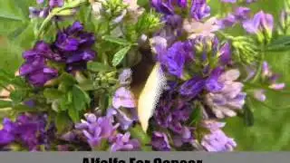 8 Effective Anti Cancer Herbs
