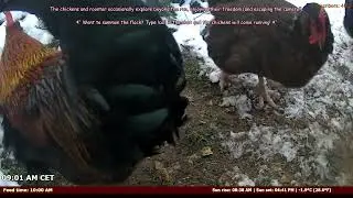 Chat-Controlled Chicken Feeder &ndash; 24/7 Live Stream! �🔄