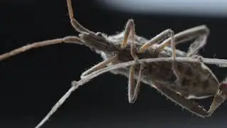 Coreidae - Western Conifer Seed Bug