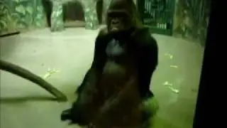 Gorilla doing the Hustle dance from the 70's