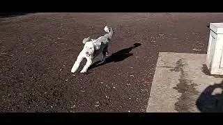 Fast dogs running at the dog park together #dog