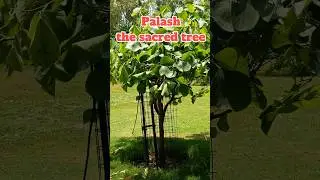 Palash, the sacred tree - Butea monosperma #gardening #nature #music #shorts #ytshorts