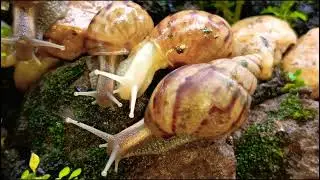 Beautiful Snails Animals in the Forest show #Snails #ForestAnimals #Wildlife #greensnail
