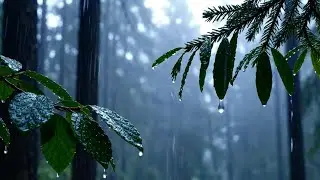 Уютный дождь в лесу с росистыми листьями | Успокаивающие звуки природы для снятия стресса