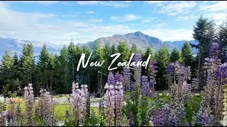 NEW ZEALAND 2026