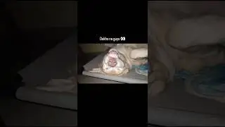 Dekho na guys 🐾#shorts #doglife #dogshorts #explore #viral #memes #brainrot #cutedog #sleepingdogs