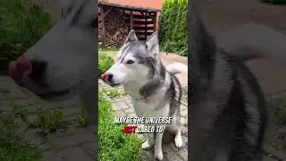Talking Husky Wakes Up Angry for No Reason 😤 Akim Gets the Blame Again