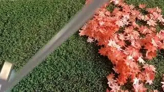 Golden Broom
