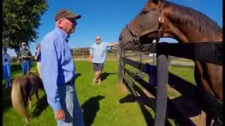 Chasing Dreams at Old Friends Thoroughbred Retirement Farm