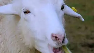Ne dépensez pas d'argent pour des moutons avant d'avoir vu ça ! Le guide qui m'a sorti de la ruine