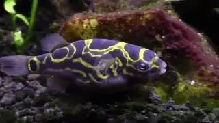 Figure 8 Puffer Eating Snails (Tetraodon Biocellatus) Brackish Tank