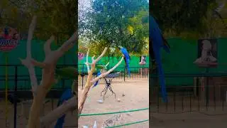 The Stunning Beauty of birds at Rawal Dam, Islamabad | The Birds Park