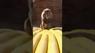 Warthog vs Lion Funny Moments 🦁🐗🤣 Epic showdown in the wild #wildlife #nature #funny
