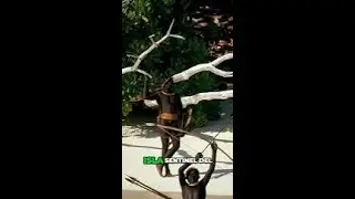 La Peligrosa y Aislada Isla Sentinel del Norte: Hogar de una Tribu Misteriosa