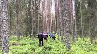 managed research forest in Sweden pride and merrily Scott&rsquo;s pine in Norway spruce  ￼