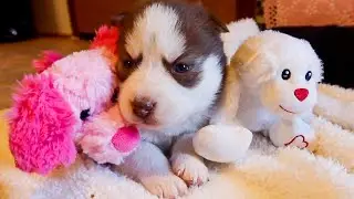 Introducing: The Cutest Husky Puppies Ever!