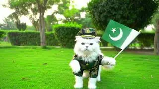 Main pakistan hoon | Pakistani cat
