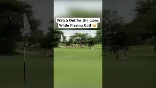 The Most Dangerous Golf Course in the World 🦁⛳️ | Skukuza GC @JamesWiltshireGolf #shorts #golf