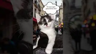 Gatos amam lugares altos 😃 #cat #shortvideo #subscribe #shorts #whatsappstatus