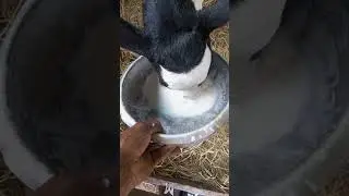 5 DAYS CALF FEEDING. #milk #subscribe #viral