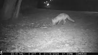 Red Fox Feeding on the Lawn