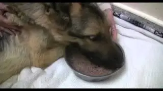 Starved dog makes miraculous recovery - 2010-04-14