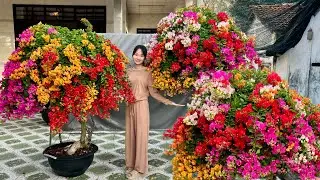 Ngọc Bích 11/1 chào bán Hoa Giấy đón Tết lô Ngũ Sắc Thái bông đều tứ diện, màu rực rỡ