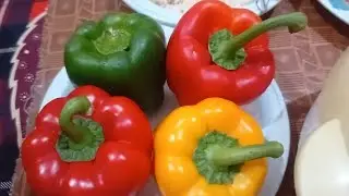 Seedling  of red.green and yellow 💛  capsicum 🫑 