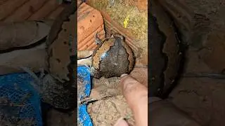 Wow catching fat frogs 😍😂😂😀😜😋😅🤣#funnyanimal #nature #funnyfrog #wildlife #shorts