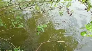Karpers gevecht 🦈🫣